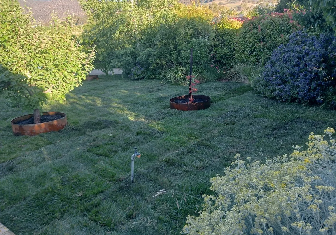 After: lawn established around the same two trees