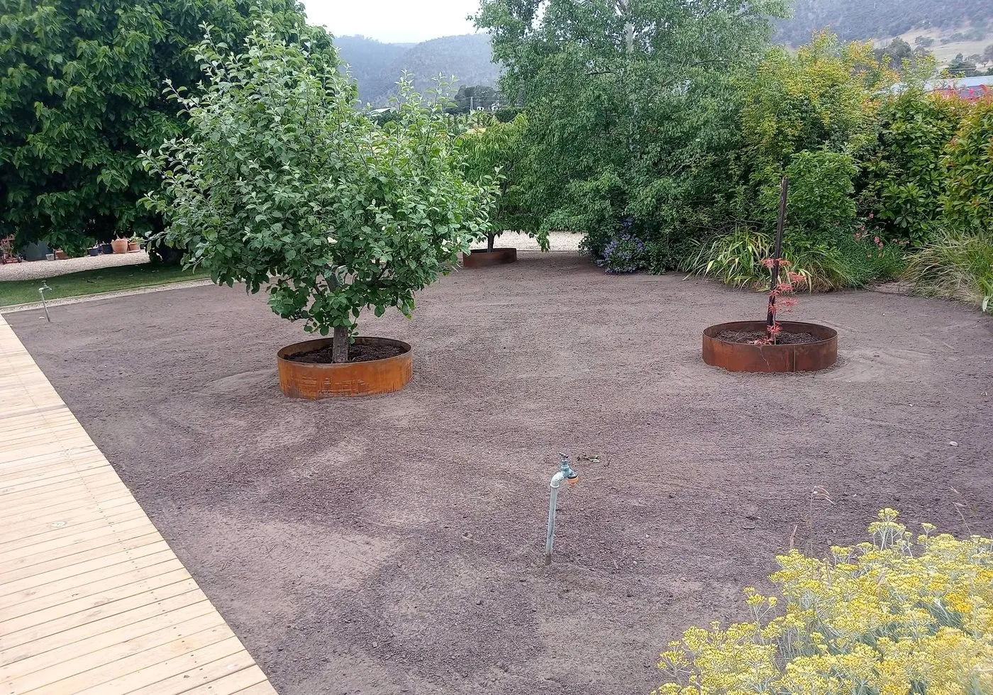 Before: prepared soil around two established trees